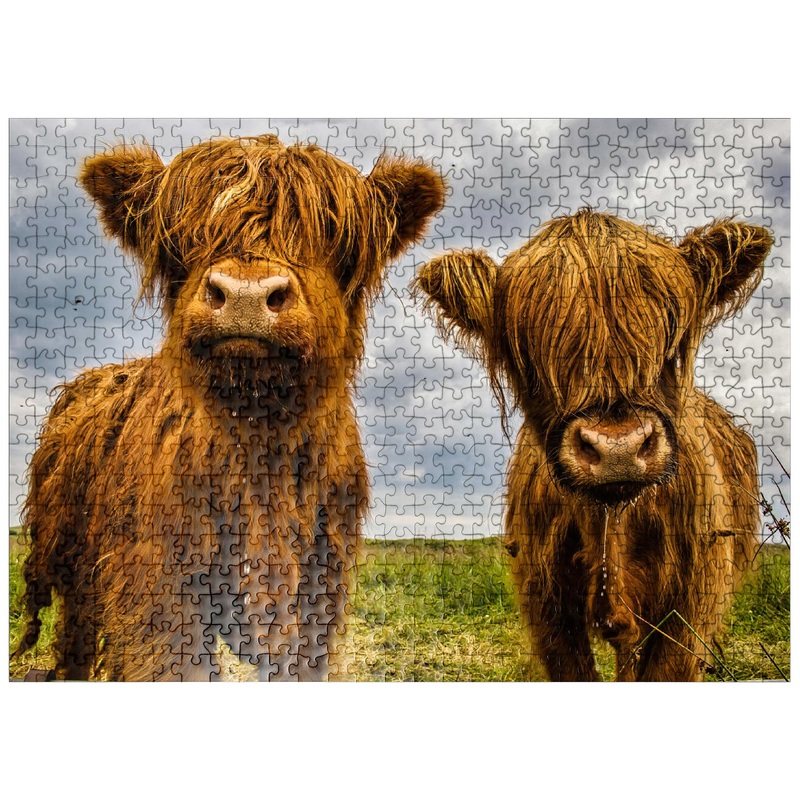 Mypuzzle Two Highland Cows - Premium 500 Piece Jigsaw Puzzle For Adults