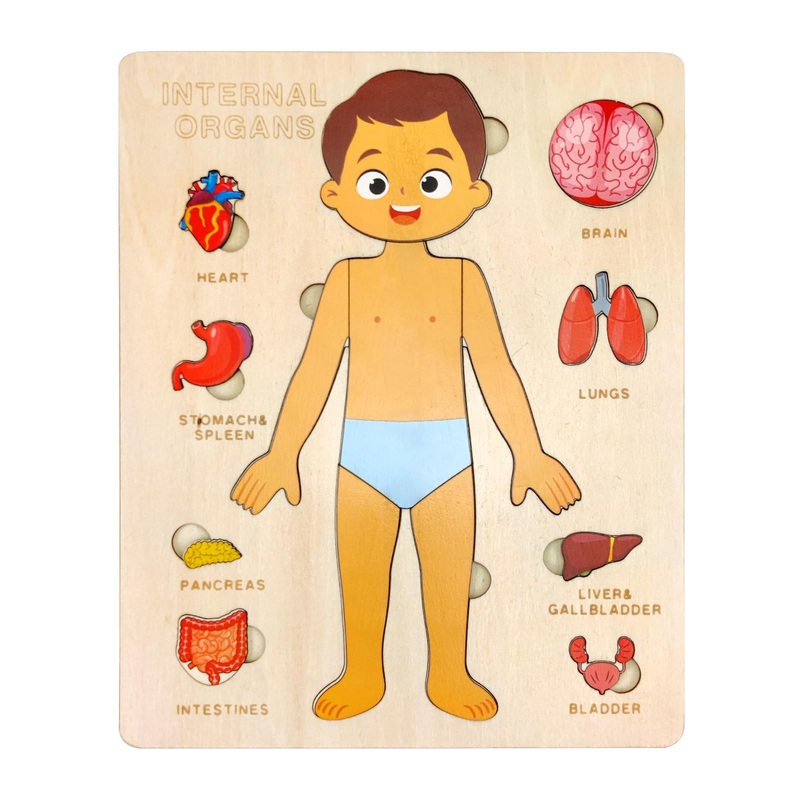 Wooden Body Puzzles For Kids, Toddler Montessori 14 Pieces Boy Anatomy Puzzle, Human Body Learning Toy With Internal Organs Earl