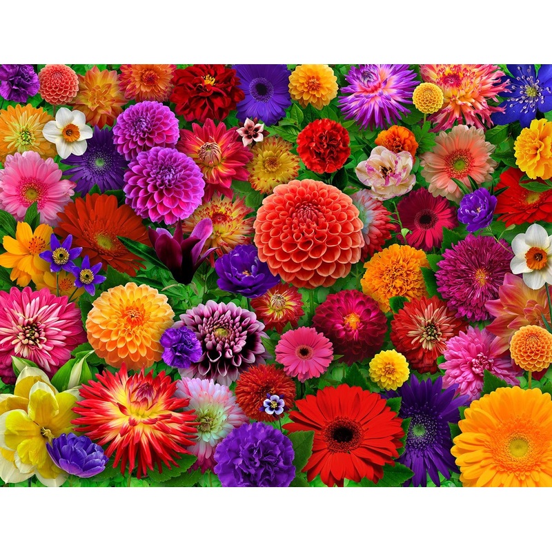 Springbok Blooming Every Daisy 500 Piece Jigsaw Puzzle For Adults - Colorful Flower Collage - Unique Cut Pieces - Great For Relaxing And Mindful Activity - Finished Size 23.5' X 18'