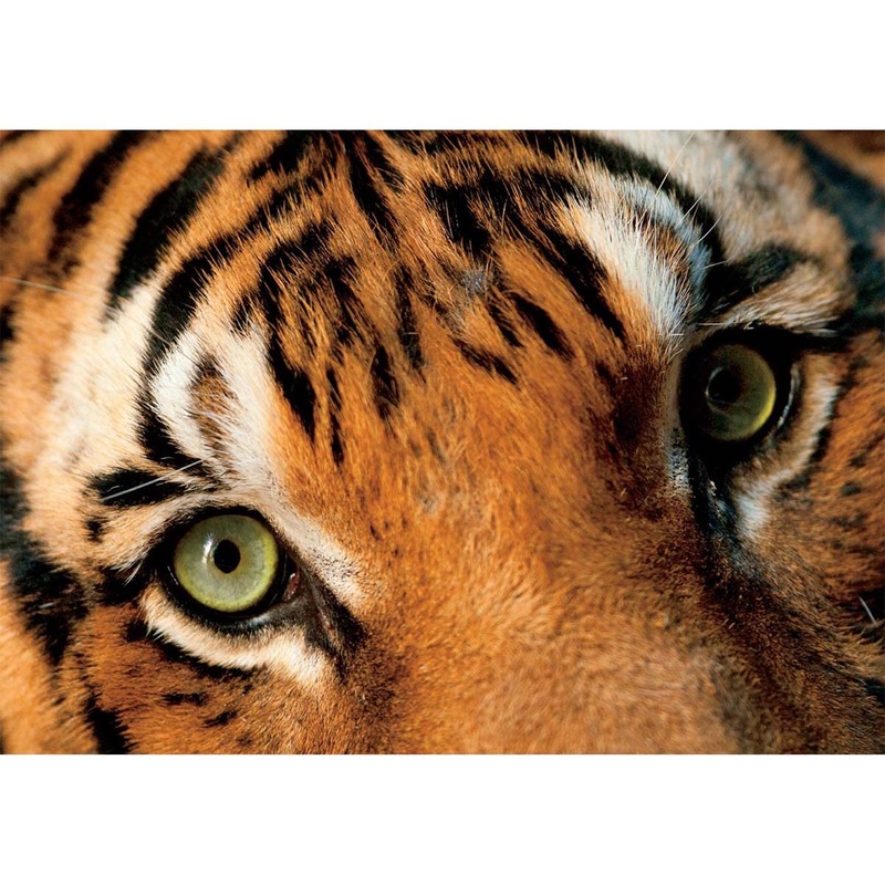 Buffalo Games - Natgeo/Joel Sartore - Endangered Malayan Tiger - 500 Piece Jigsaw Puzzle For Adults Challenging Puzzle Perfect For Game Nights - Finished Puzzle Size Is 21.25 X 15.00