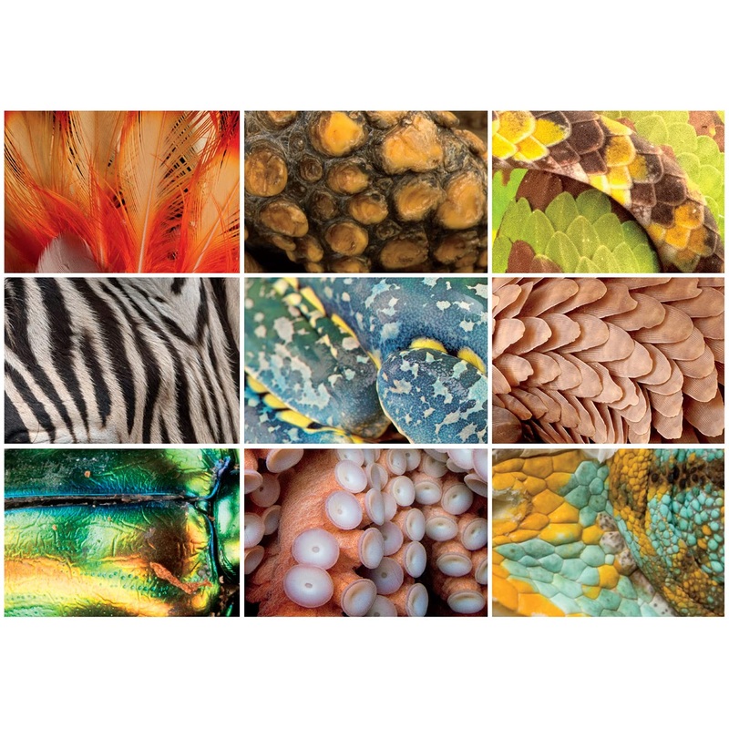 Buffalo Games - Natgeo/Photo Ark - Animal Grid - 300 Piece Jigsaw Puzzle For Adults 14 And Up Challenging Puzzle Perfect For Game Nights - Finished Puzzle Size Is 21.25 X 15.00