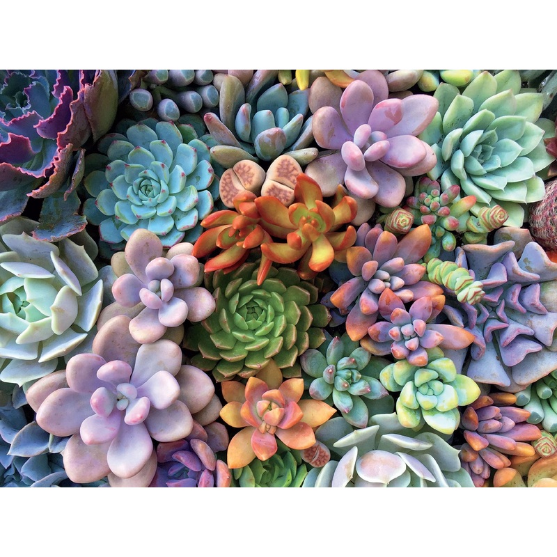 Ceaco - Succulents - Pretty Pastels - Oversized 300 Piece Jigsaw Puzzle