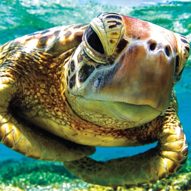 Buffalo Games - Turtle Swimmer - 300 Large Piece Jigsaw Puzzle