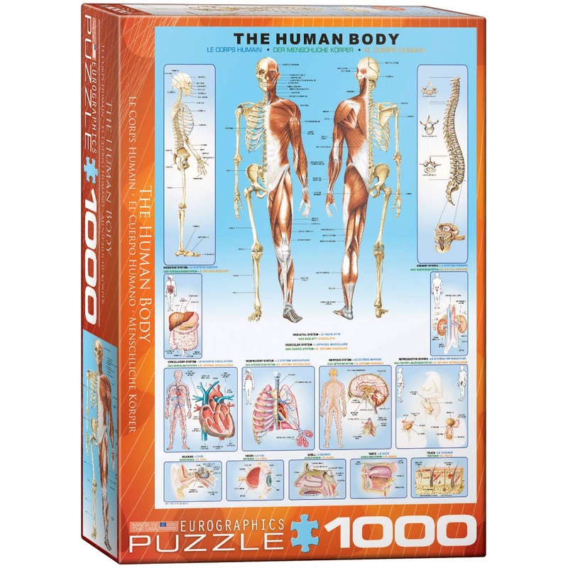 Eurographics 6000-1000 Human Body 1000-Piece Puzzle
