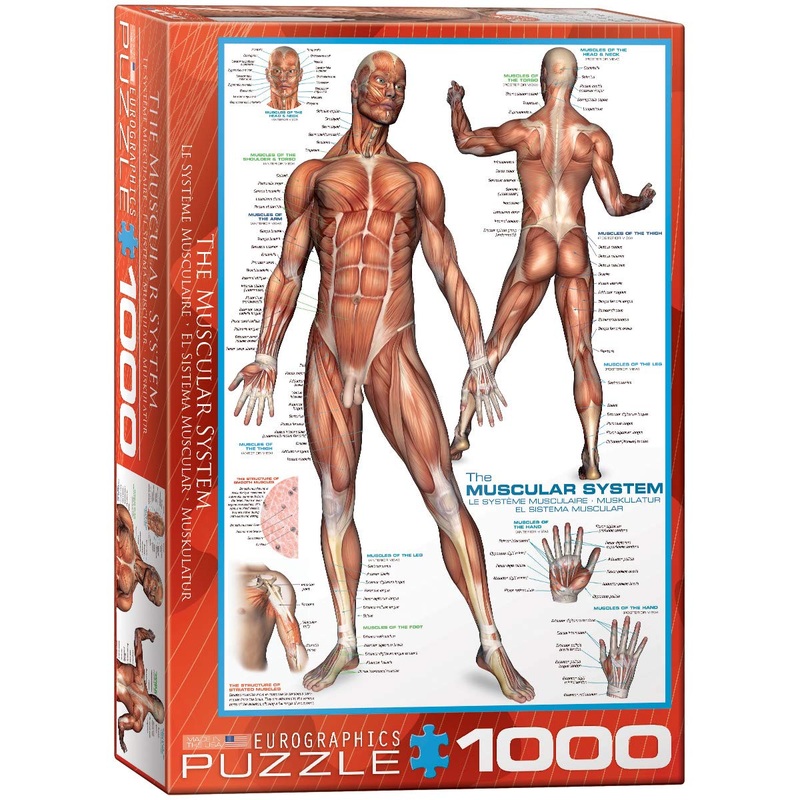 Eurographics Muscular System Puzzle (1000-Piece) (6000-2015)