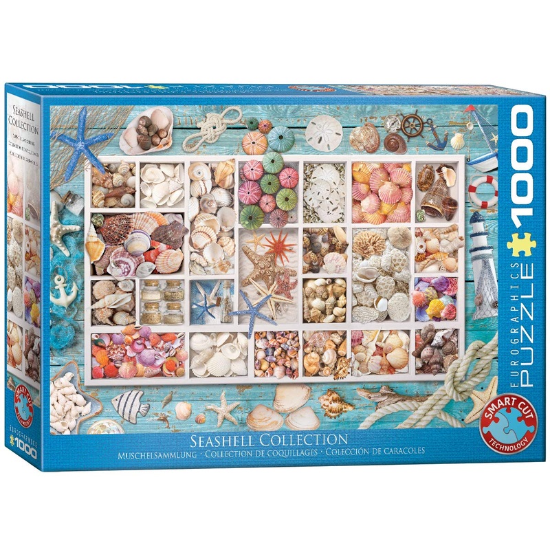 Seashell Collection