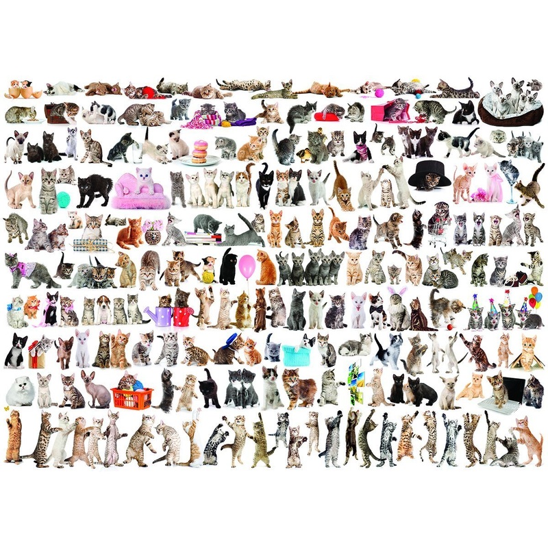 The World Of Cats