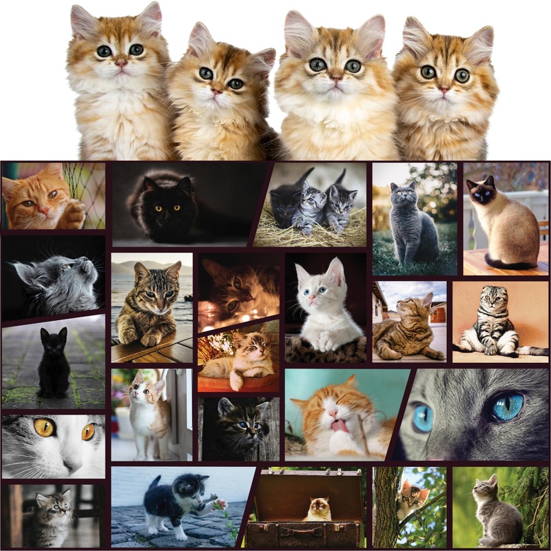 Better Me Cuddly Cats 500 Piece Jigsaw Puzzle - Cat Puzzle For Cat Lovers, 500 Piece Puzzles For Adults & All Ages Fun Family Puzzle Activity