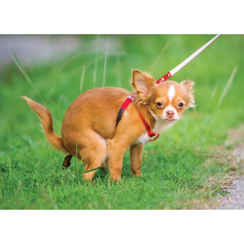 Pooping Chihuahua 1000 Piece Puzzle For Adults - Funny Puzzle Pranks For Adults, Dog Lovers & Owners. Dog Pooping Puzzle, Pooping Puppy Prank Puzzle For Laughs & Fun