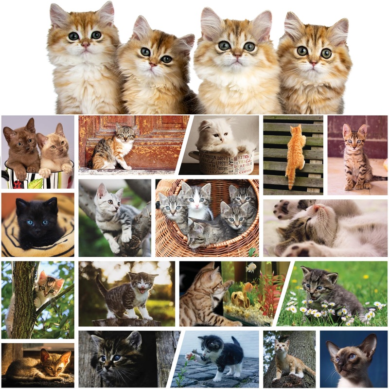 Better Me Cute Kittens 500-Piece Jigsaw Puzzle - Cat Lover Collage With Black Cats, Tabbies, Siamese & More, Fun Puzzle For Adults & Kids (500 Pieces)