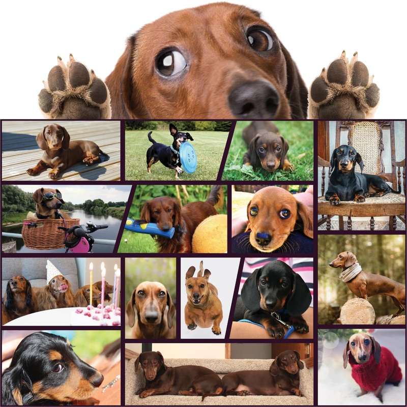 Better Me Dachshund Dogs Jigsaw Puzzle  1000 Piece Puzzle For Adults & Teens, Perfect Dog Gift For Dachshund Lovers, Doxie Dad & Doxie Mama (1000 Pieces)
