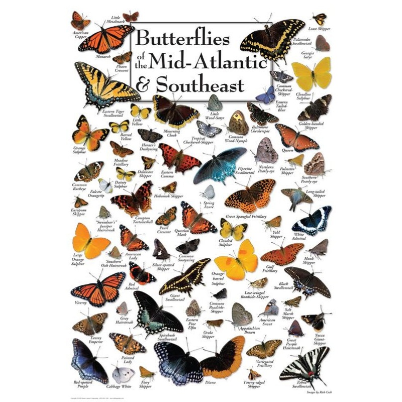 Butterflies Of The Mid-Atlantic And Southeast - 550 Piece Puzzle - Made In The Usa