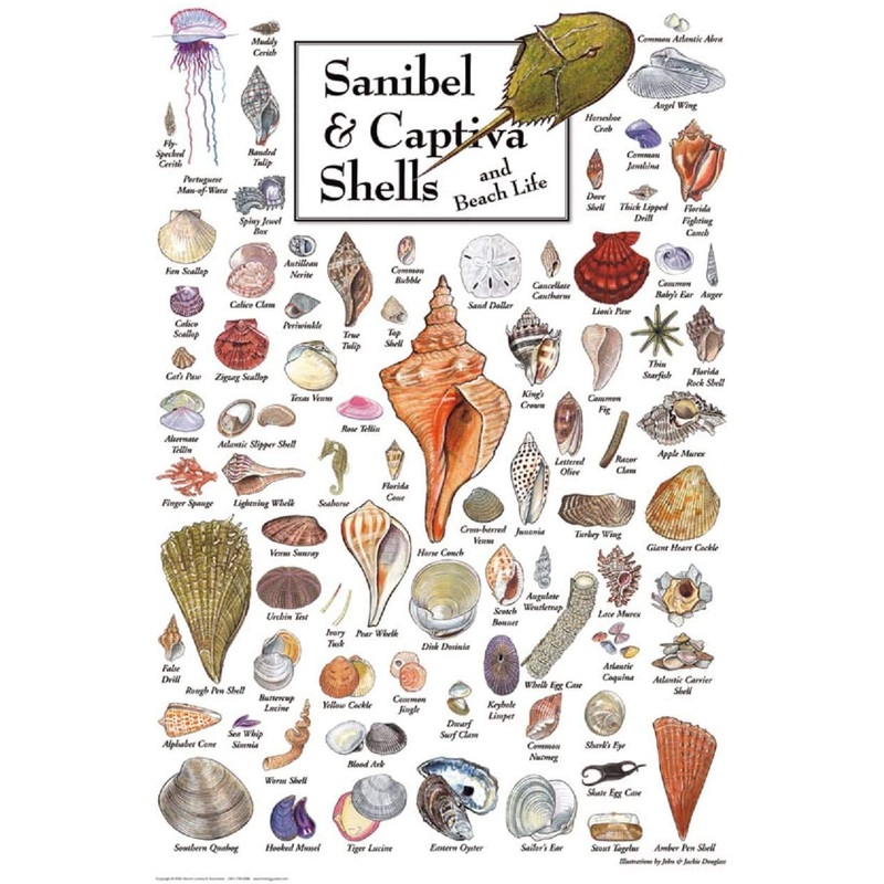 Heritage Puzzle Shells Of Sanibel & Captiva Puzzle  550 Pieces, 18' X 24'  Coastal Nature Puzzle  Art By John & Jackie Leatherbury Douglass  Beach And Marine Life - Made In U.S.A.