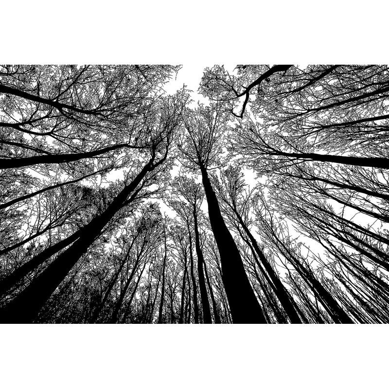 Bgraamiens Puzzle-Forest In Black And White-1000 Pieces Creative Black And White Nature Scenery Hard Puzzle Blue Board Jigsaw Pu