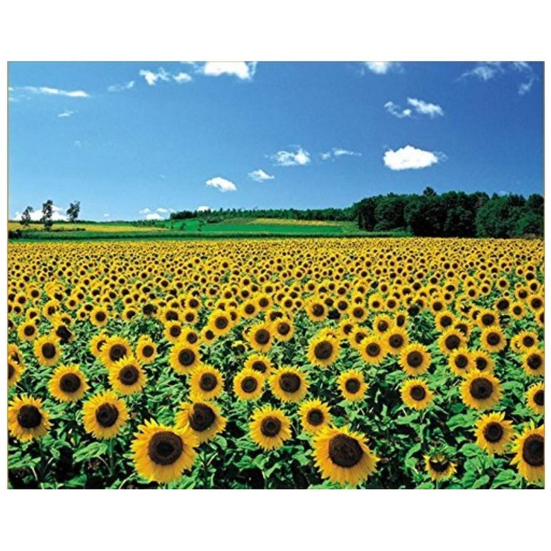 Chamberart 1000 Piece Premium Jigsaw Puzzle A Sunflower Field A-1095