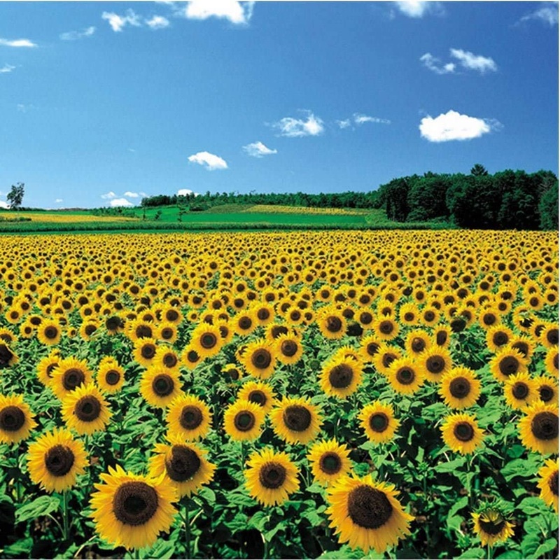 Chamberart 500 Piece Premium Jigsaw Puzzle A Sunflower Field A-5091
