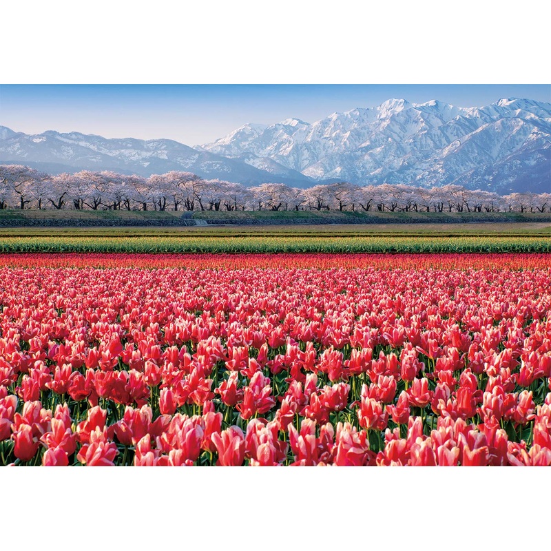Chamberart 500 Piece Premium Jigsaw Puzzle Tulip Fields A-5155
