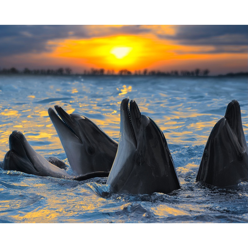 Dolphins In The Sunset 504 Piece Jigsaw Puzzle 16' X 20'