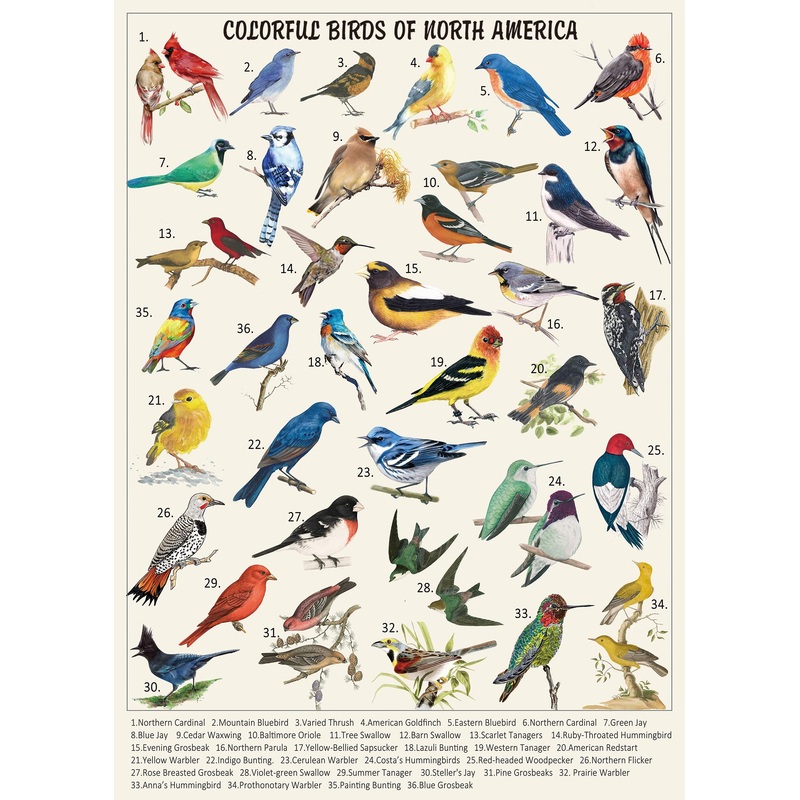 Vintage Bird Puzzles For Adults 1000 Pieces, Animal Hummingbird Puzzle Of 36 Colorful Birds In North America, Bird Jigsaw Puzzles Nature