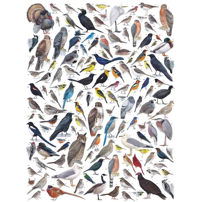 New York Puzzle Company - Cornell Lab Birds Of Western North America - 1000 Piece Jigsaw Puzzle For Family Game Nights By Pedro Fernandes