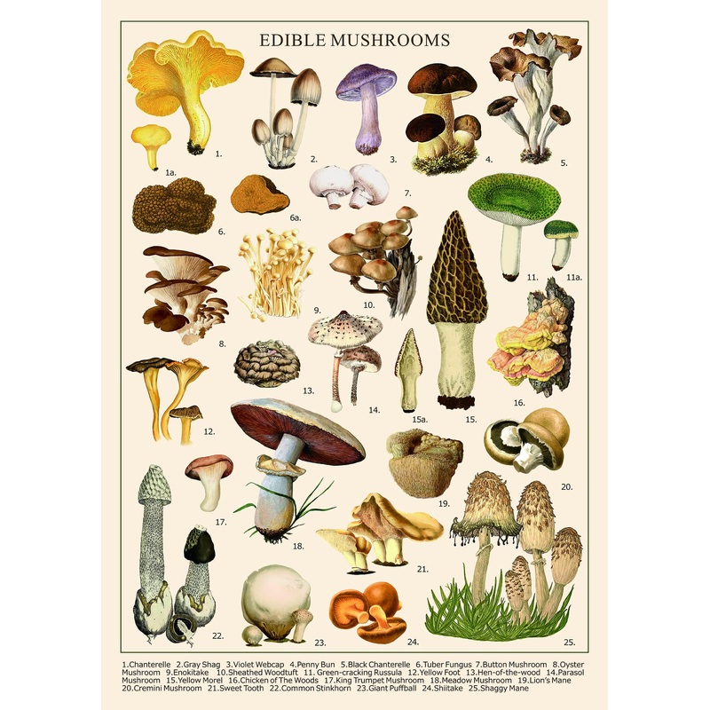 Vintage Mushroom Puzzle 1000 Pieces For Adult, Vintage Fungi Jigsaw Puzzle Of 25 Edible Mushrooms, Champignons Plant Puzzle For Mycophile