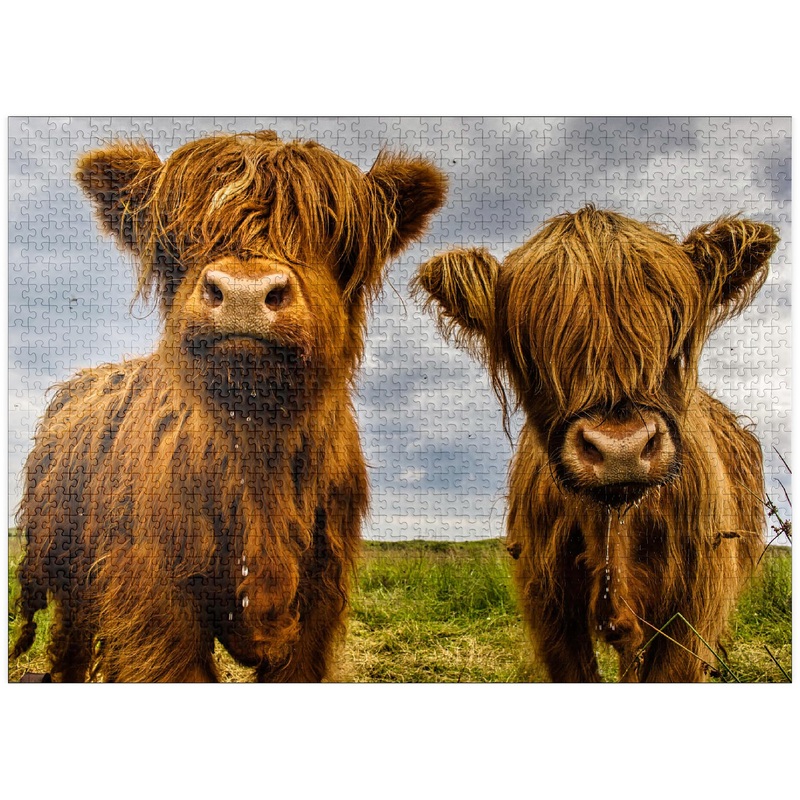 Mypuzzle Two Highland Cows - Premium 1000 Piece Jigsaw Puzzle For Adults