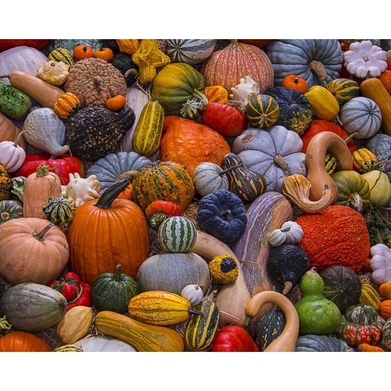 Vermont Christmas Company Autumn Harvest Jigsaw Puzzle 1000 Piece
